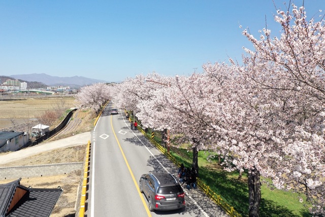 점촌시내 앞 영신숲 벚꽃길.  /문경시 제공