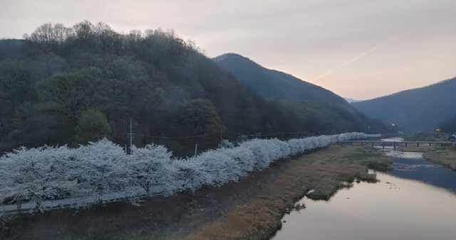 불정협곡 벚꽃길. /고성환 기자