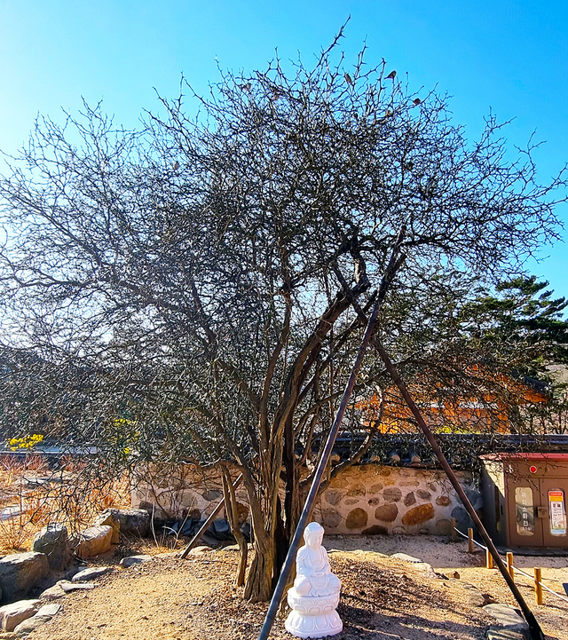 보경사 탱자나무